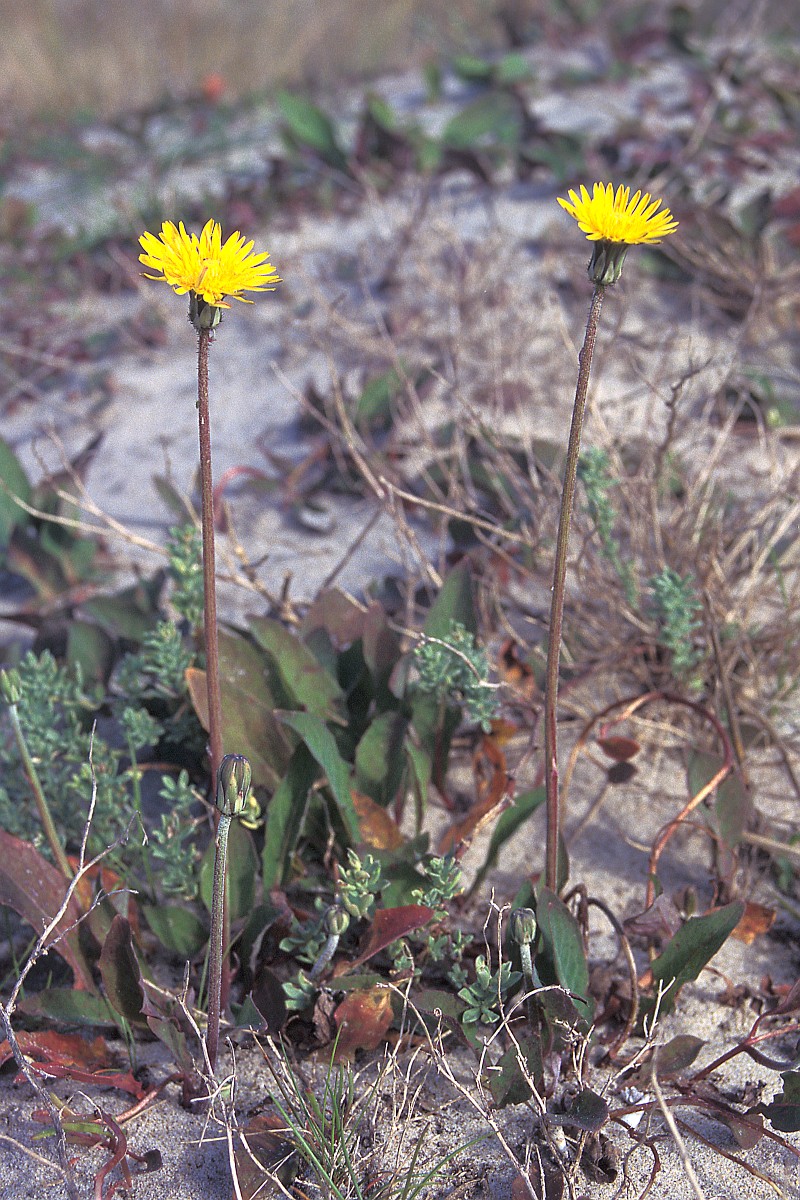 Aetheorhiza Bulbosa